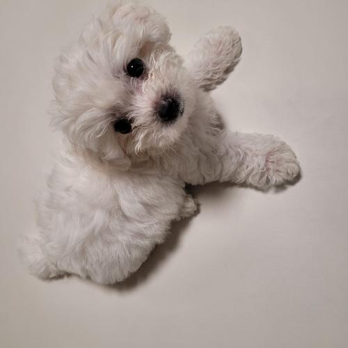 5개월 미니비숑 분양