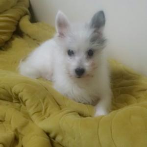 경기도 남양주시) 강아지를 찾습니다.