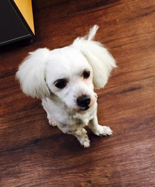 강북구 미아동 말티즈 여아 보호중입니다