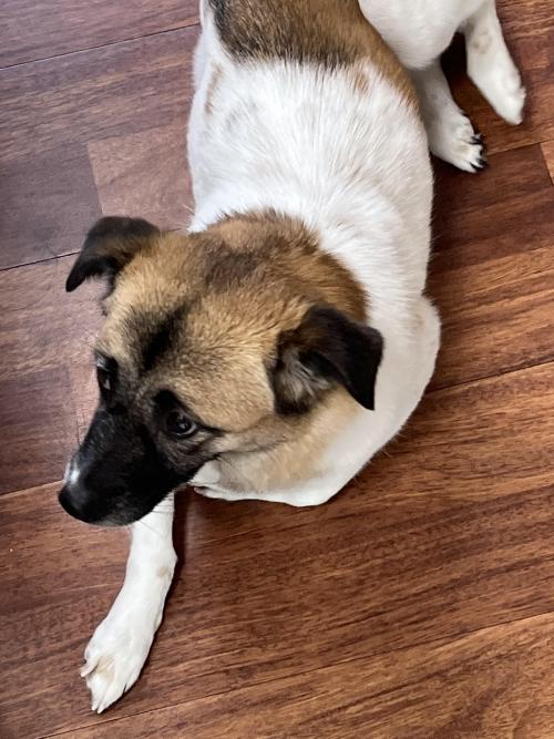 제발 저희 강아지좀 찾아주세요