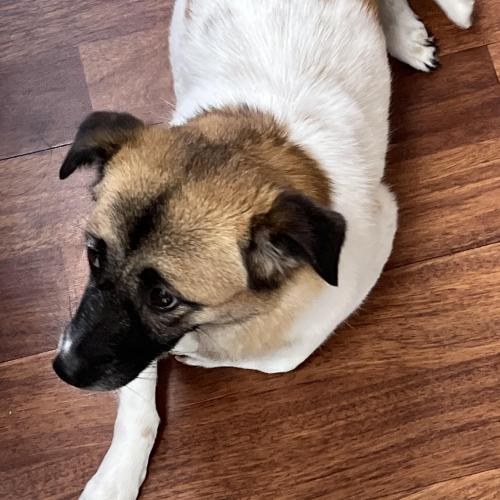 제발 저희 강아지좀 찾아주세요