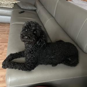 금천구 검은색푸들 여아 8kg 찾습니다