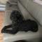 금천구 검은색푸들 여아 8kg 찾습니다