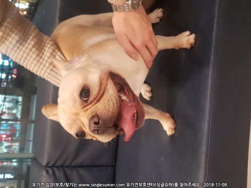 (찾았어요)양재뱅뱅사거리 강아지 보호