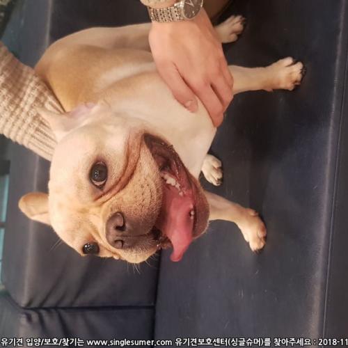 (찾았어요)양재뱅뱅사거리 강아지 보호