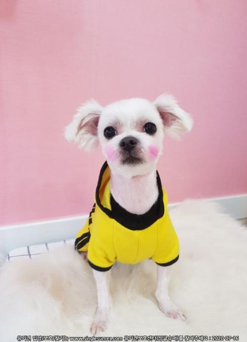 기저귀찬 남아 말티즈를 찾습니다