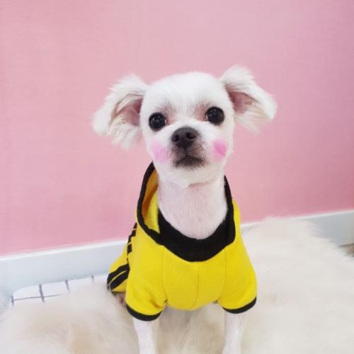 기저귀찬 남아 말티즈를 찾습니다