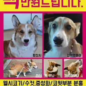 웰시코기를 찾습니다 덕양구 도내동 실종