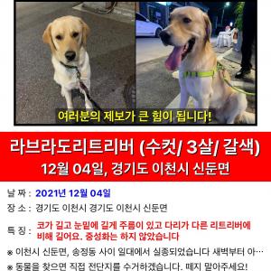 경기이천시 래브라도 리트리버 찾습니다