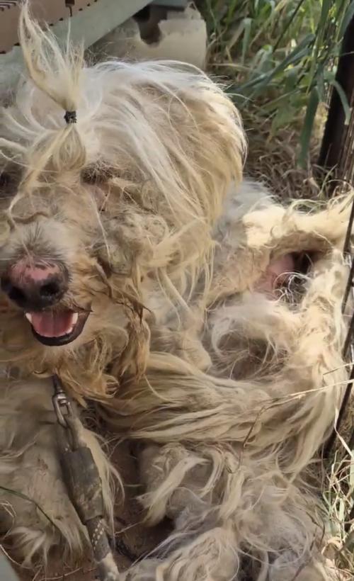 정말 순한아이 임보중입니다..
