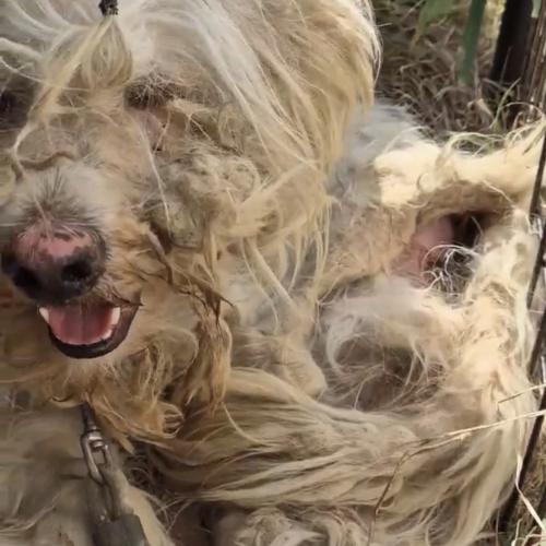 정말 순한아이 임보중입니다..