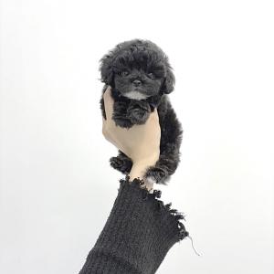 [40만] 유니크하고 사랑스러운 블랙말티푸분양 보내