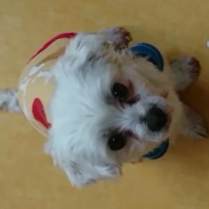 부산진구 개금동에서 잃어버린 애완견 찾습니다...ㅠㅁㅜ(>>사진추가<<)