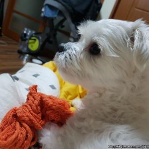 용담동 명암저수지근처 흰색 말티즈(남아) 찾습니다.(사례금 100만원)