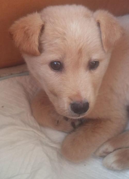 강화군 강화읍 용정리 진도믹스(?) 갈색 여아 보호중