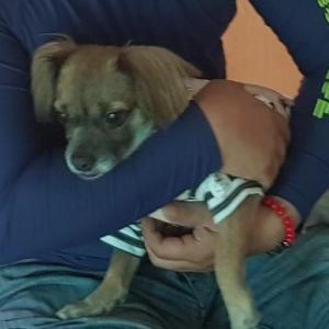 우리 콩이를 찾습니다