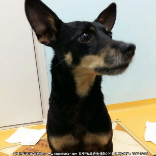 영도에서 길에 있는 강아지 보호중