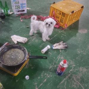 초미니 말티즈 여자 아이를 찾습니다