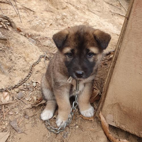 진도개믹스견 무료분양합니다