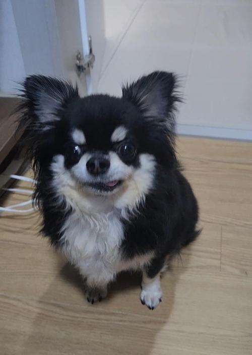 장모치와와 분양합니다.