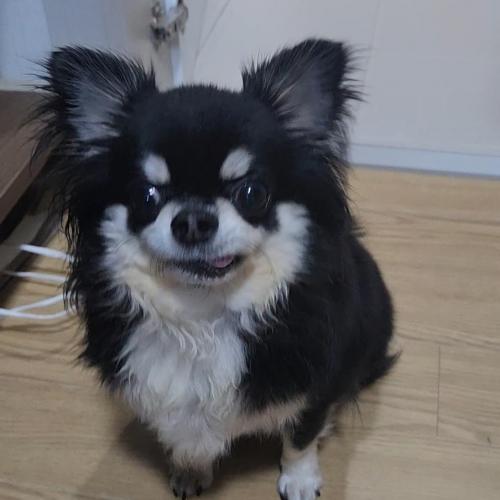 장모치와와 분양합니다.