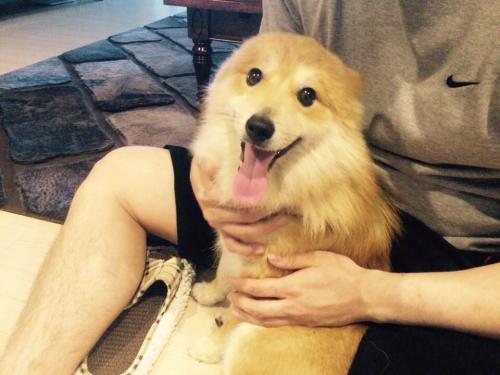 서대문구 북가좌동 갈색 스피츠 믹스견 임보중입니다