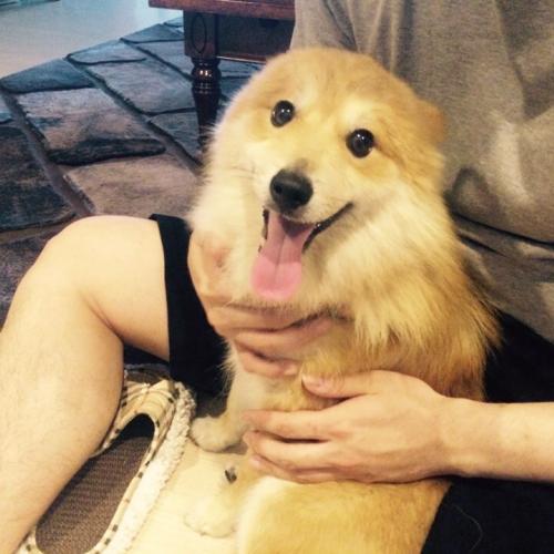 서대문구 북가좌동 갈색 스피츠 믹스견 임보중입니다