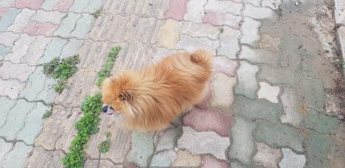 구미, 김천, 아포 갈색포메라니안 보호중입니다