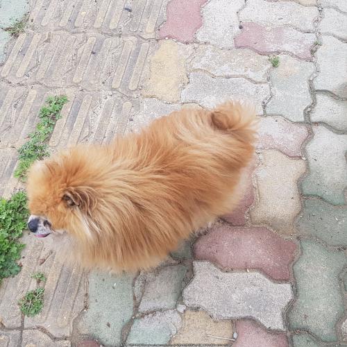 구미, 김천, 아포 갈색포메라니안 보호중입니다