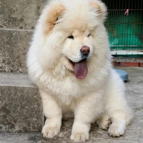 무료로 분양합니다ㅜ