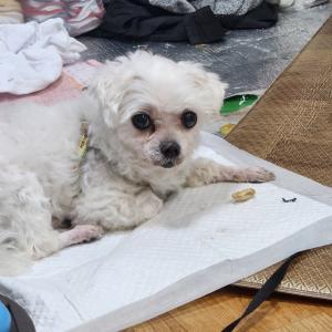 호수(말티즈)를 찾습니다./ 노견 12살