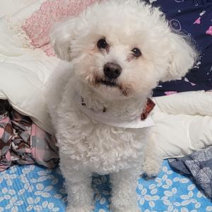 강아지가 집을 나갔어요 도와주세요