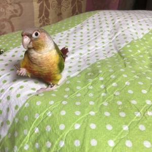 코뉴어(앵무새) 찾아요