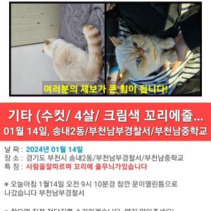 고양이를찾습니다