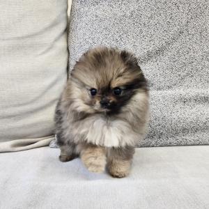 포메라니안분양 블루멀포메분양