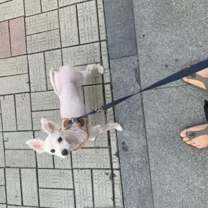 <대구>믹스견 남아 찾습니다.