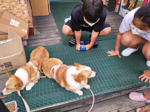 파주시 법원읍 코기 두마리