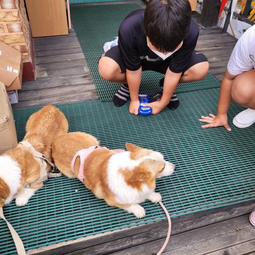 파주시 법원읍 코기 두마리