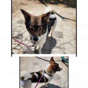 전남 해남 덕송마을 덕곡마을근처에서 잃어버린 강아지를 찾았습니다-5월 10일 12시에 덕곡마을근처에서 찾음