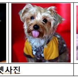 난지한강공원 캠핑장 후문부근, 요크셔 테리어 분실