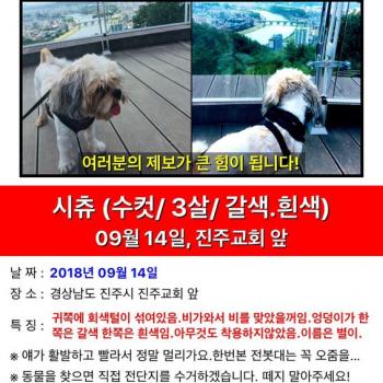 강아지를 잃어버렸습니다