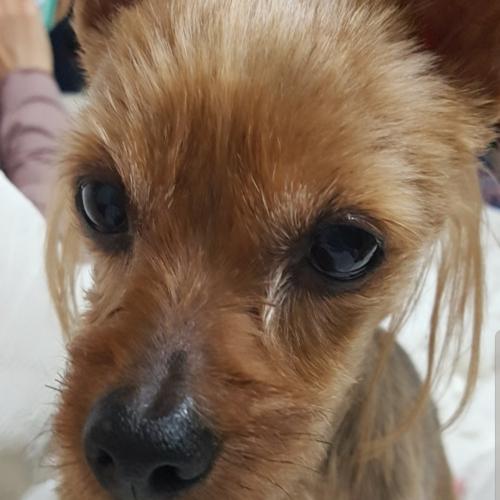 아롱이 찾습니다