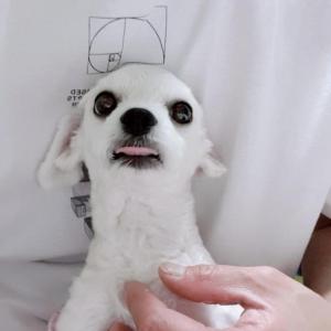 사진한번 봐주세요 잃어버린 강아지 찾습니다