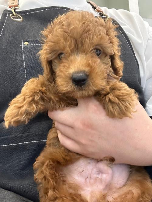 3개월 푸들 아이 파양되어 임보 중에 있습니다 끝까지 함께해 줄 좋은 가족 찾아요