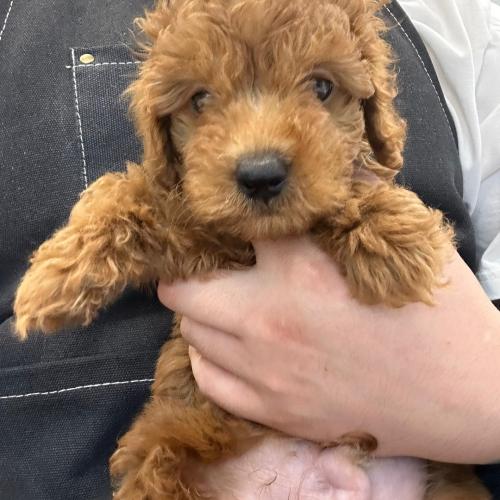 3개월 푸들 아이 파양되어 임보 중에 있습니다 끝까지 함께해 줄 좋은 가족 찾아요