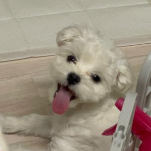 하얀 말티즈 쫑이를 찾습니다