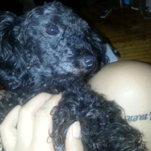 ※토이푸들1년8개월암컷입니다 사례금20 제발찾아주세요※