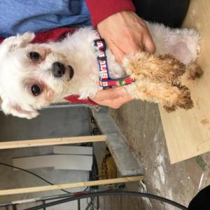 하얀색 말티즈를 찾습니다ㅠㅠ