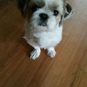 춘천 시츄 잃어