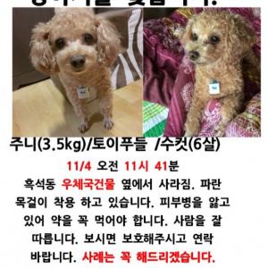 긴급)서울동작구흑석동 우체국건물쪽에서 잃어버린 푸들 찾습니다.